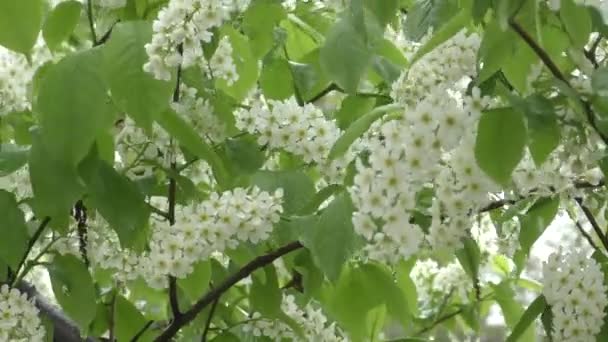 Vita blommor fågel cherry tree — Stockvideo