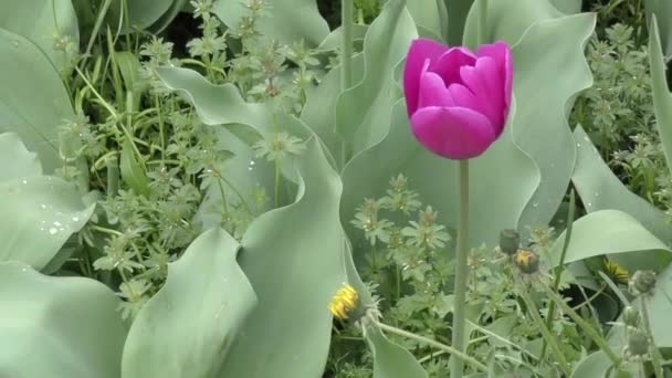 Tulpan lila färg efter regn — Stockvideo