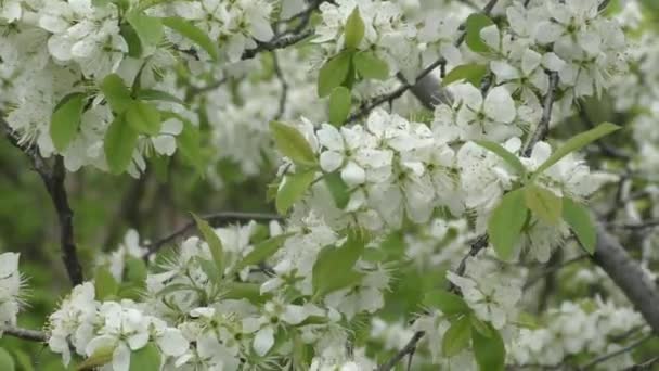 Vita blommor slån — Stockvideo