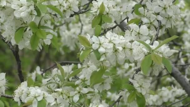 Orge noire fleurs blanches 