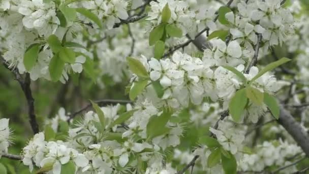 Fiori bianchi biancospino — Video Stock