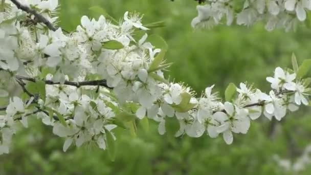 White flowers blackthorn — Stock Video