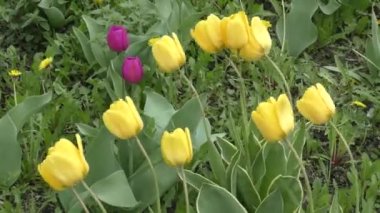 Rüzgarda sallanan Sarı laleler