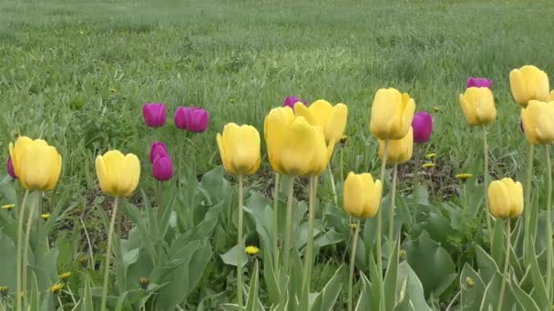 Tulipanes amarillos balanceándose en el viento — Vídeos de Stock