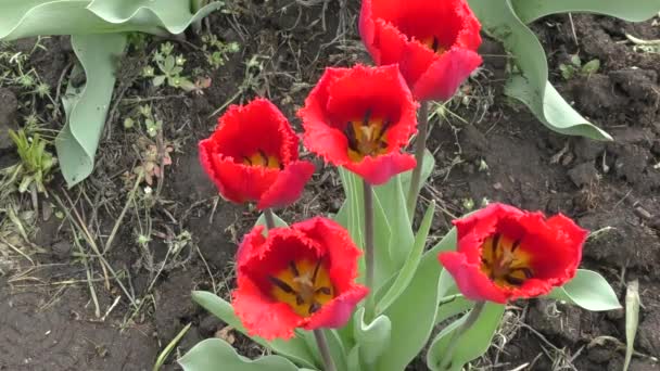 Doppio tulipano colore rosso — Video Stock