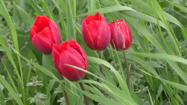 Doble tulipán color rojo — Vídeo de stock