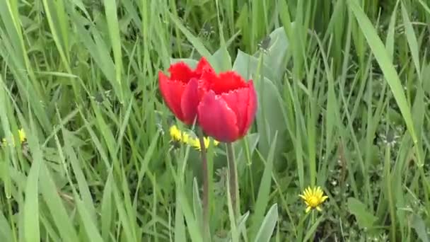 Double couleur rouge tulipe 