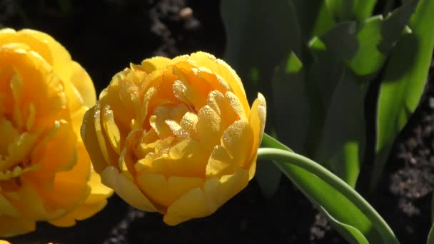 Yellow tulips and morning dew — Stock Video