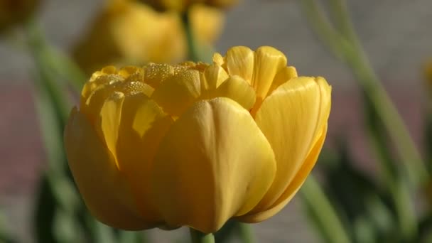 Yellow tulips and morning dew — Stock Video