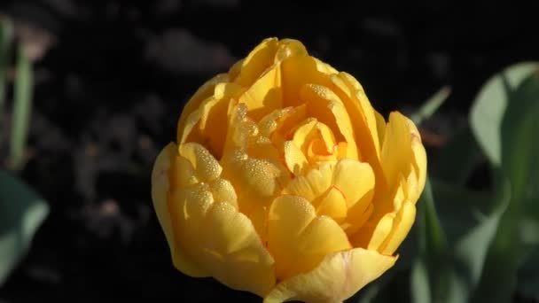 Žluté tulipány a ranní rosou — Stock video