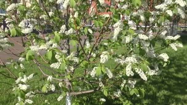 Flores pájaro cerezo balanceándose en el viento — Vídeos de Stock