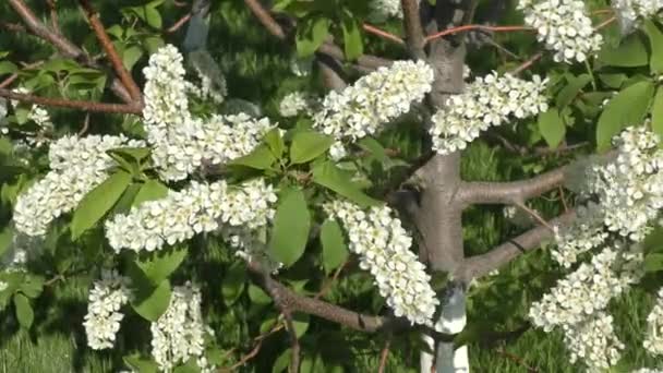 Blommor fågel cherry tree svänga i vinden — Stockvideo