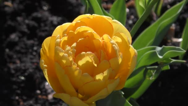 Yellow tulips and morning dew. — Stock Video