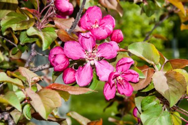 Elma ağacının çiçekleri kırmızı renk