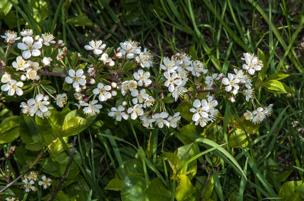 Flores brancas de cereja — Fotografia de Stock