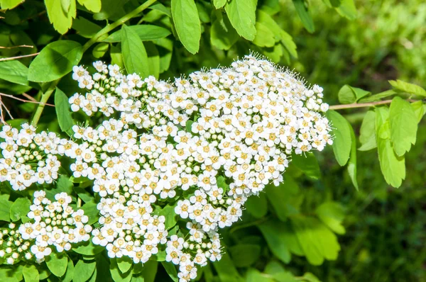 Piccoli fiori bianchi di spiraea — Foto Stock