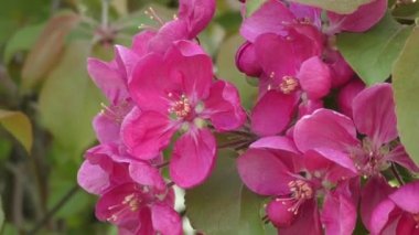 Elma ağacının çiçekleri kırmızı renk 
