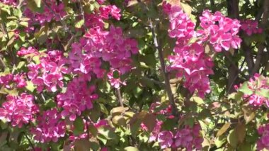 Elma ağacının çiçekleri kırmızı renk 