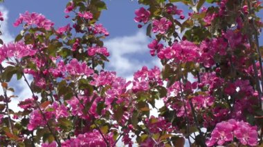 Elma ağacının çiçekleri kırmızı renk 