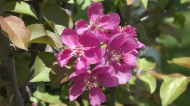 Elma ağacının çiçekleri kırmızı renk 