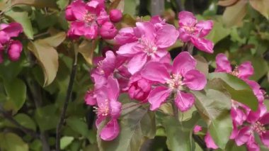 Elma ağacının çiçekleri kırmızı renk 