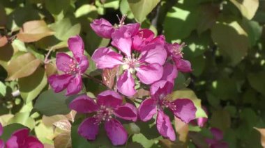 Elma ağacının çiçekleri kırmızı renk 