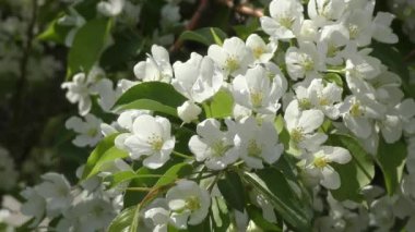 Çiçekler elma ağacının rengi beyaz 