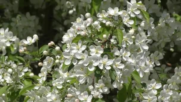 Bloemen voor de Apple-tree witte kleur — Stockvideo