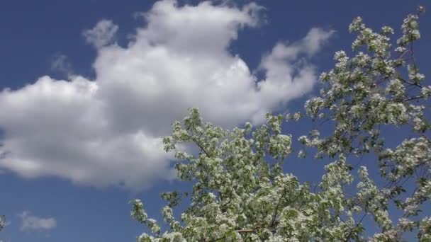 Blommor av äppelträdet-vit färg — Stockvideo