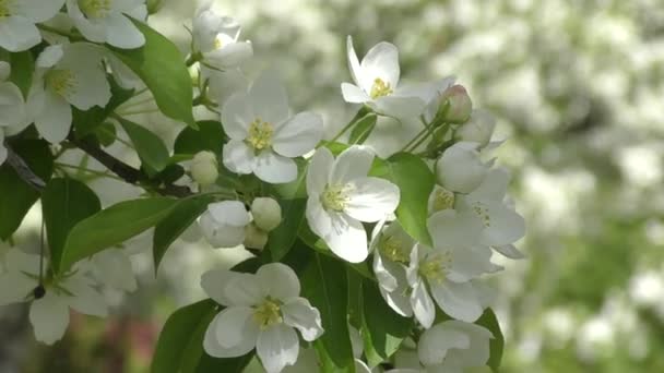 Las flores del manzano el color blanco — Vídeo de stock