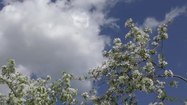 Flores da Apple-árvore cor branca — Vídeo de Stock