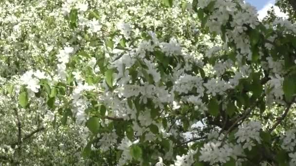 Blommor av äppelträdet-vit färg — Stockvideo