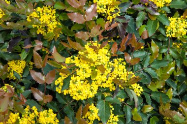 Küçük sarı çiçekler mahonia