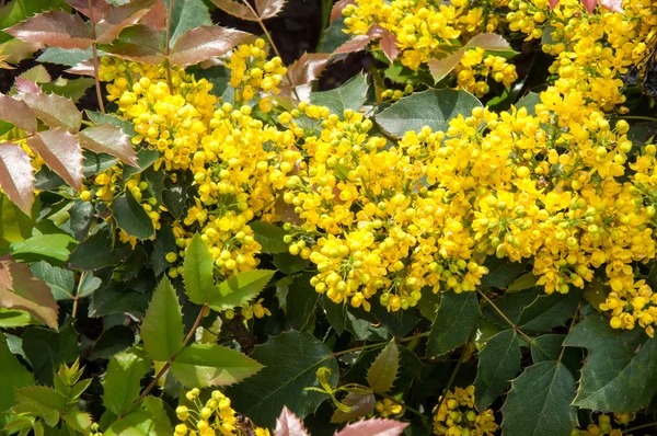 Malé žluté květy Mahónie — Stock fotografie
