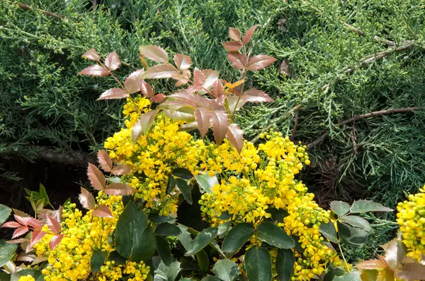Malé žluté květy Mahónie — Stock fotografie