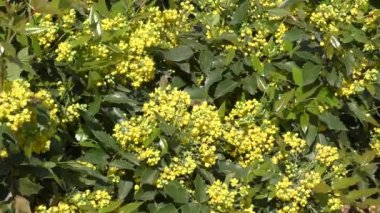Küçük sarı çiçekler mahonia