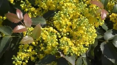 Küçük sarı çiçekler mahonia