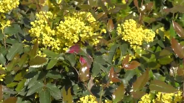 Pequenas flores amarelas mahonia — Vídeo de Stock