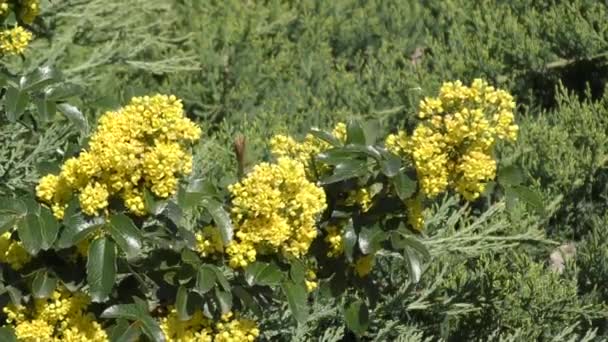 Małe żółte kwiaty mahonia — Wideo stockowe