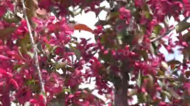 Elma çiçeği kırmızı renk