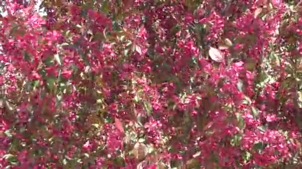 Manzana flor de color rojo — Vídeo de stock