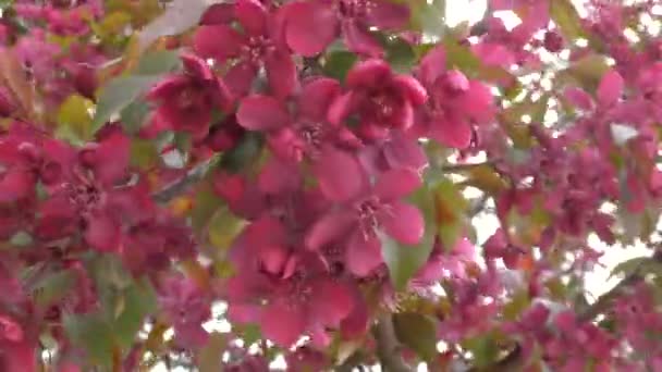 Apfelblüte rote Farbe — Stockvideo