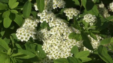 Alanlara küçük beyaz çiçekler