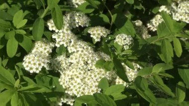 Alanlara küçük beyaz çiçekler