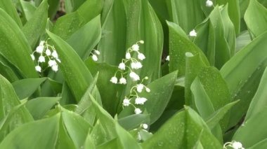 Lily vadi yağmurdan sonra