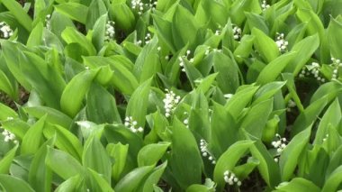 Lily vadi yağmurdan sonra