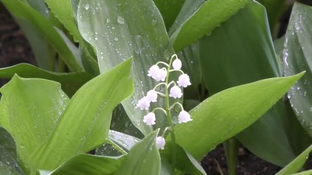 Lily of the valley after the rain — Stock Video