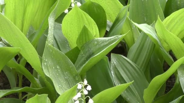 Lirio del Valle después de la lluvia — Vídeos de Stock