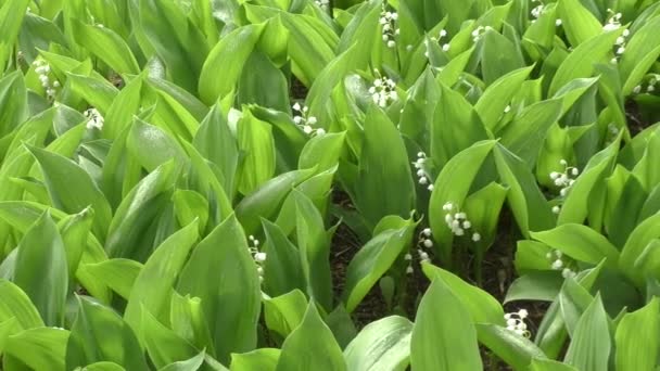 Lys de la vallée après la pluie 