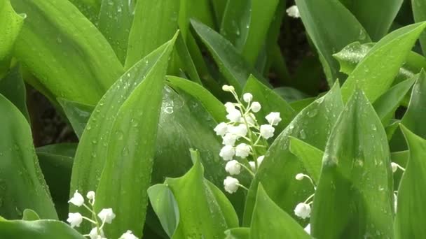 Lily of the valley after the rain — Stock Video